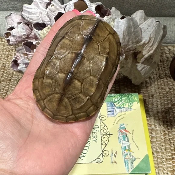 Real Brown Turtle Shell - Picture 6 of 9